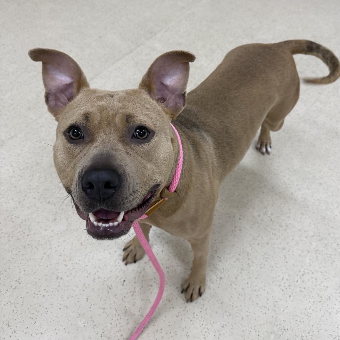 Enlarge Cinnamon, a Adoptable mixed breed in Eatontown, NJ image 2/6