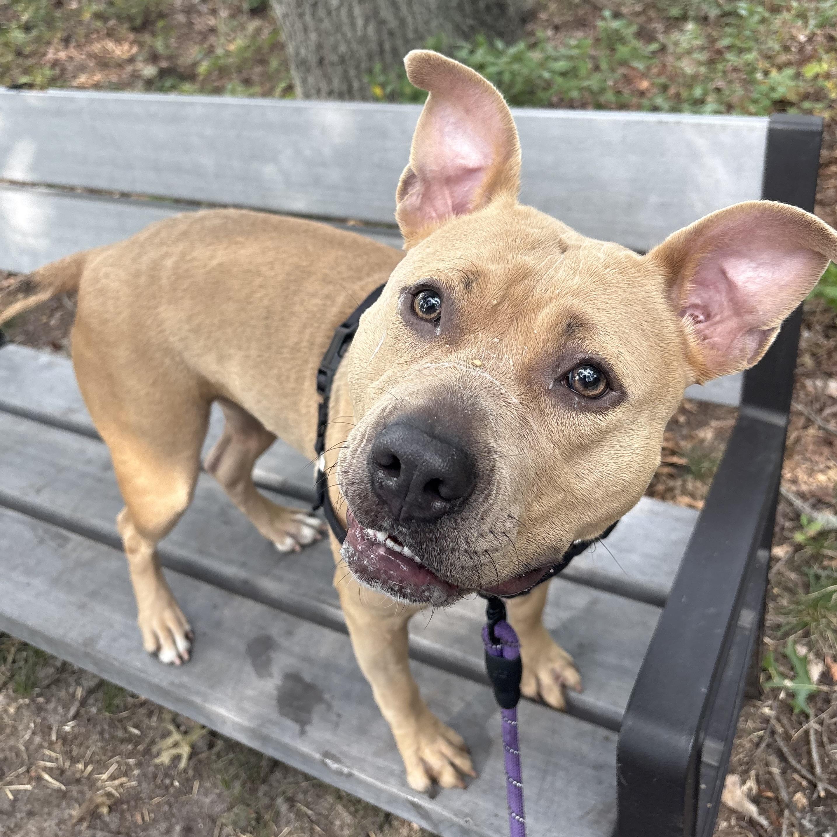 Enlarge Cinnamon, a Adoptable mixed breed in Eatontown, NJ image 4/6