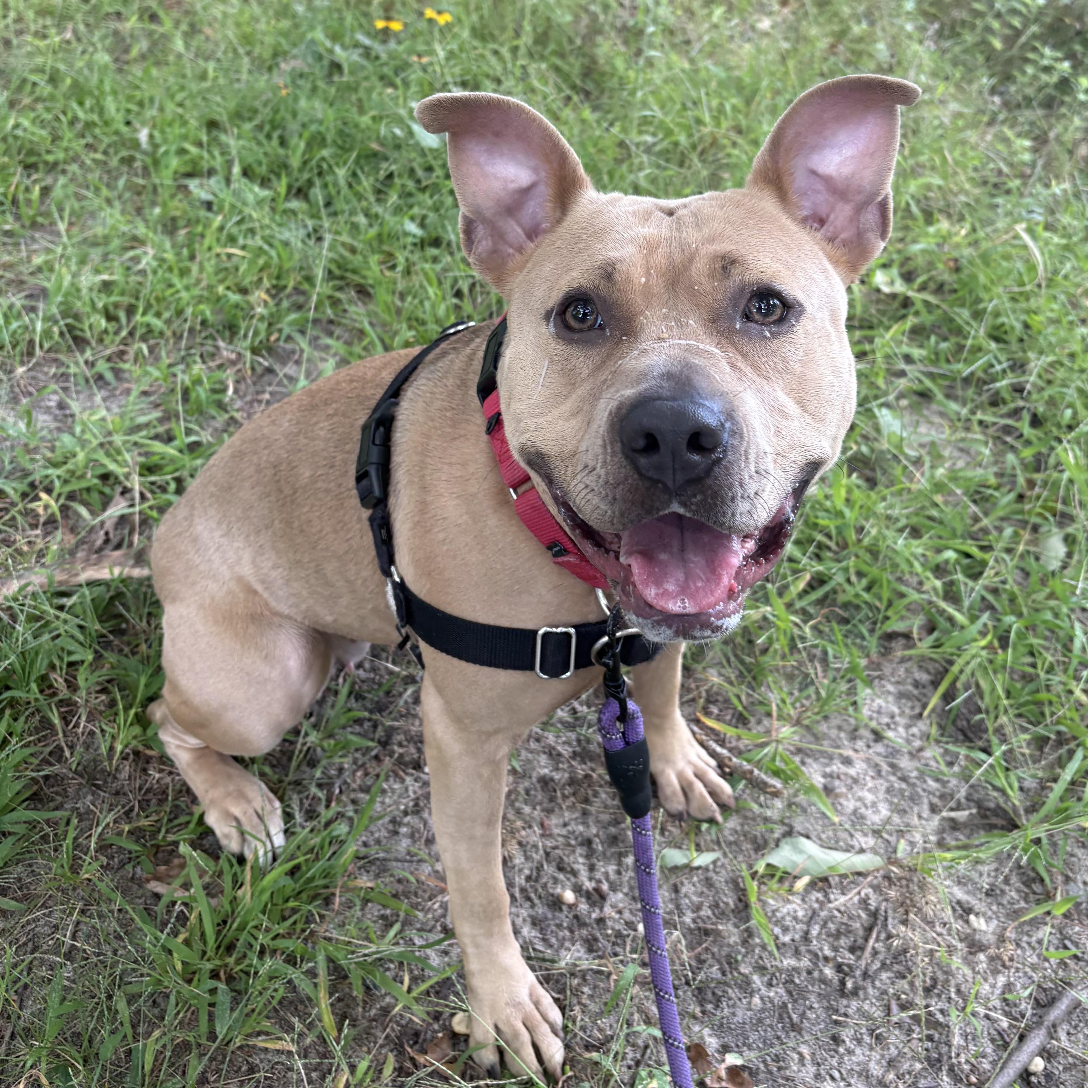 Enlarge Cinnamon, a Adoptable mixed breed in Eatontown, NJ image 6/6