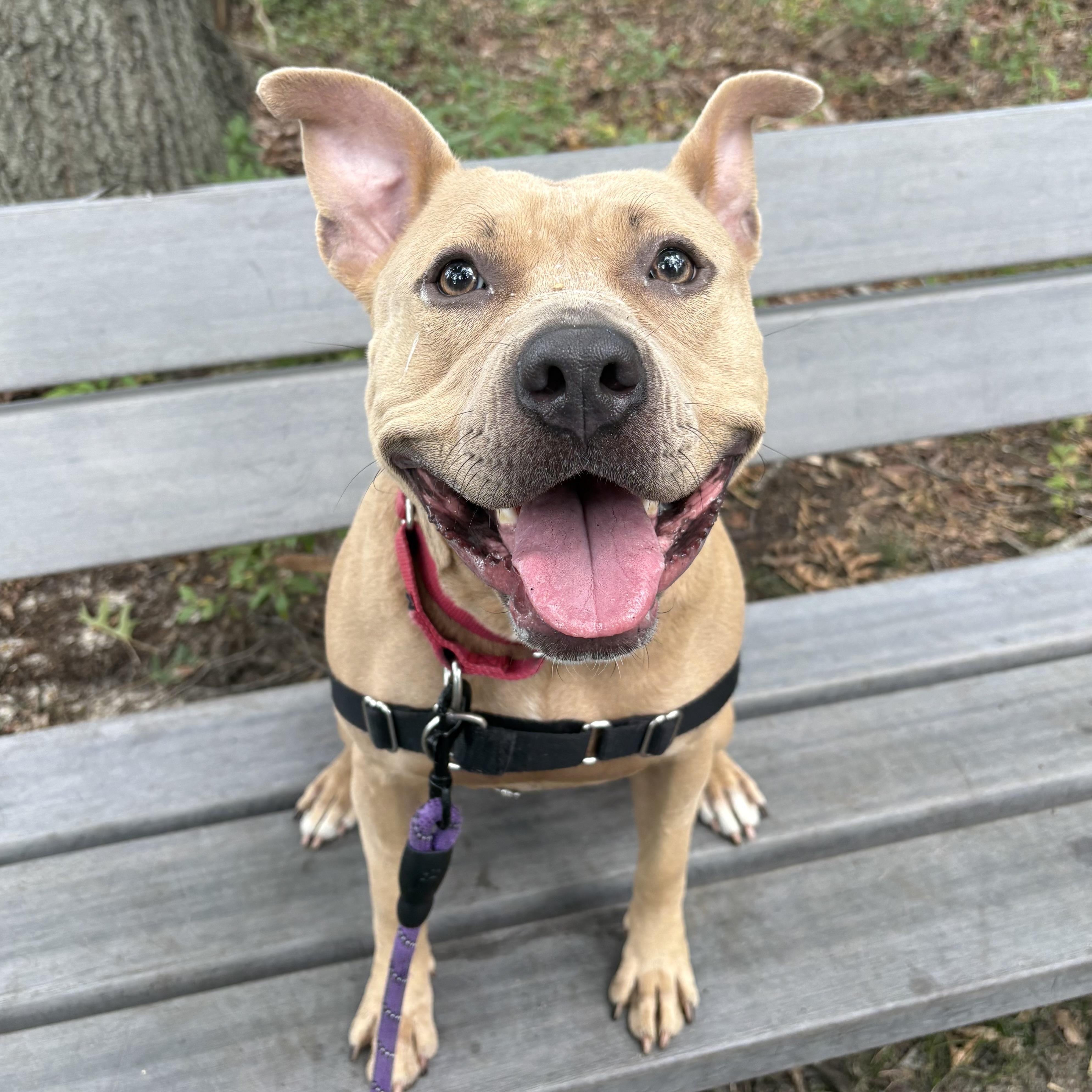 Enlarge Cinnamon, a Adoptable mixed breed in Eatontown, NJ image 5/6