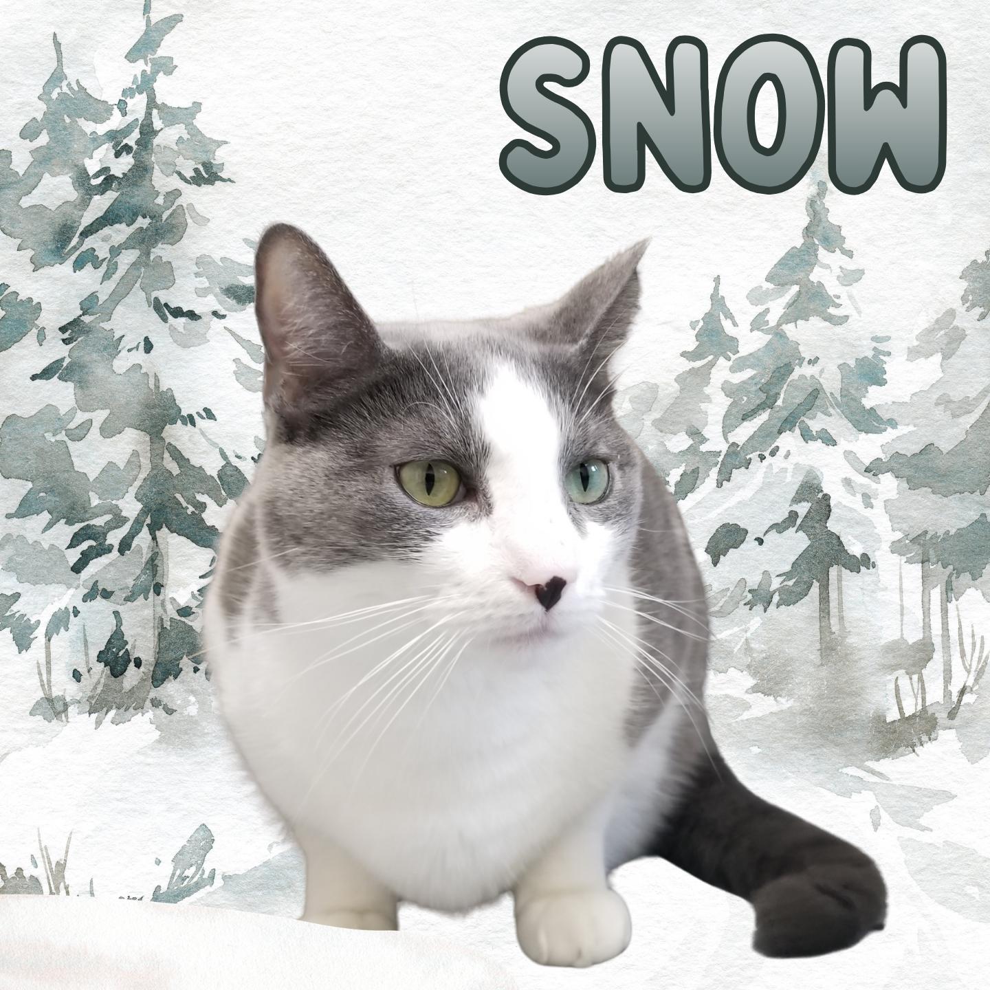 Enlarge Snow, a Adoptable Domestic Short Hair in Aransas Pass, TX image 2/4
