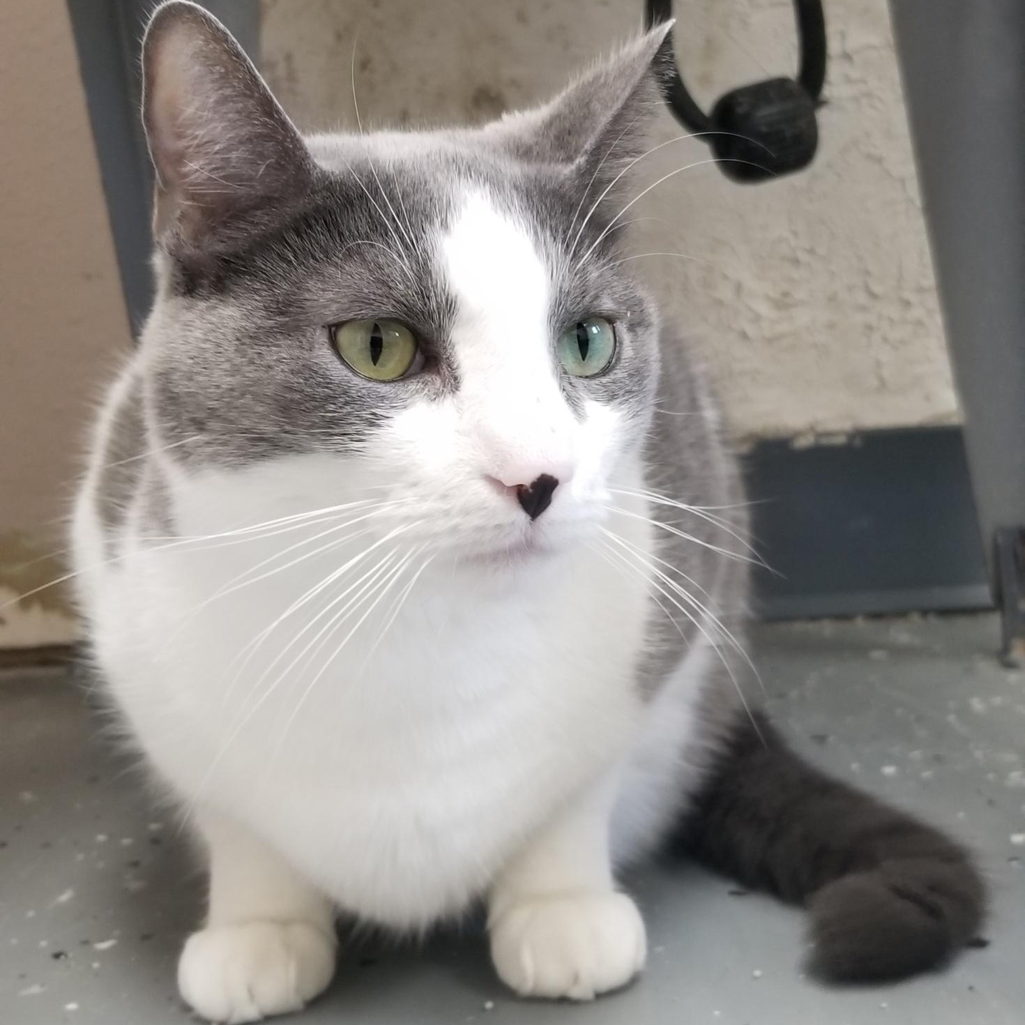 Snow, Adoptable, Adult Male Domestic Short Hair.