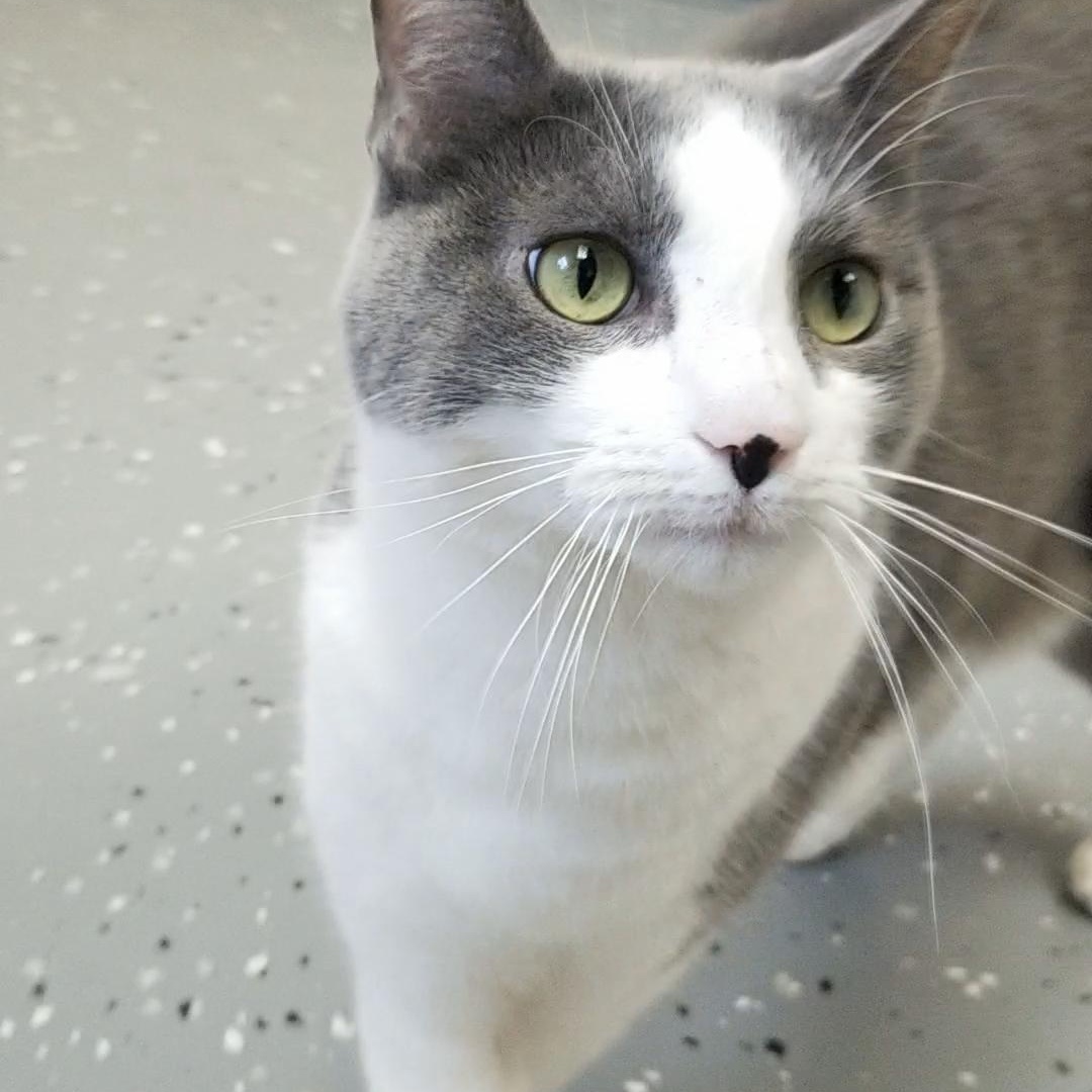 Enlarge Snow, a Adoptable Domestic Short Hair in Aransas Pass, TX image 4/4