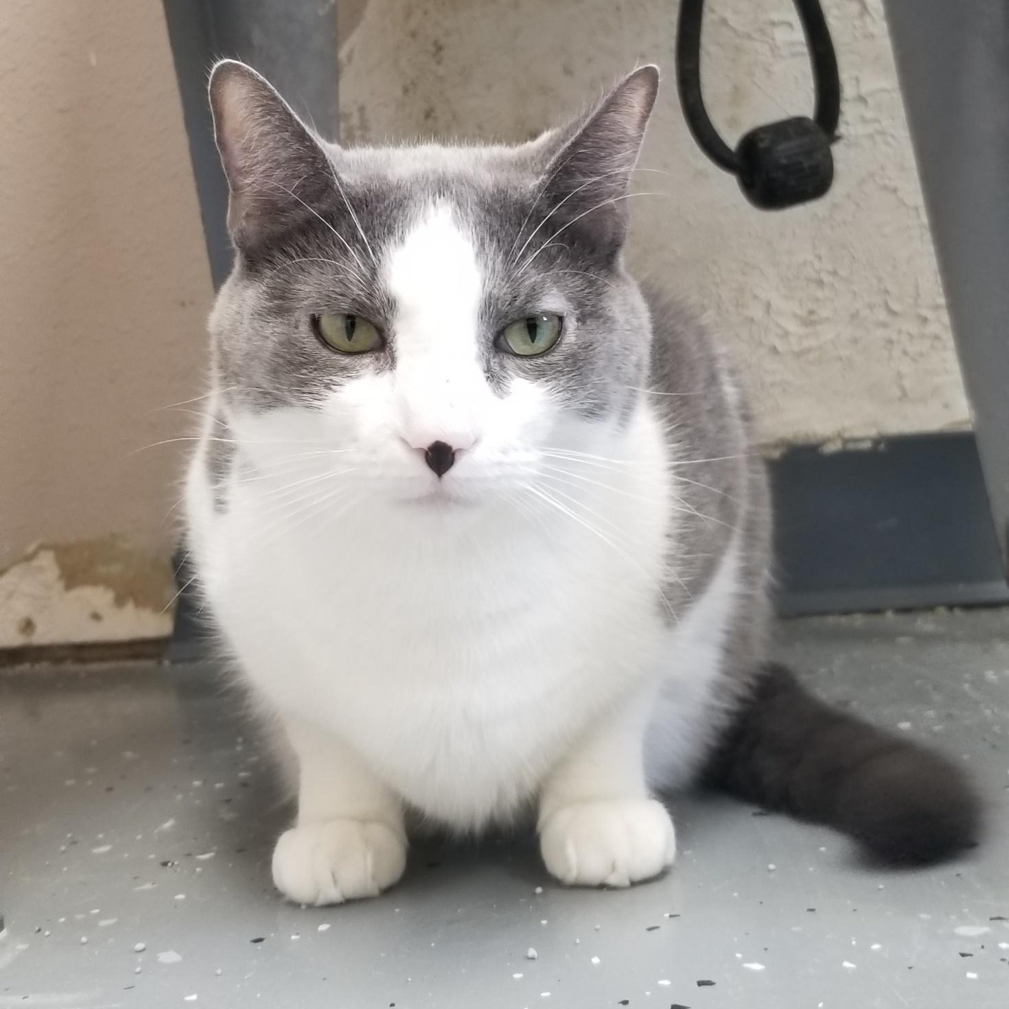 Enlarge Snow, a Adoptable Domestic Short Hair in Aransas Pass, TX image 3/4