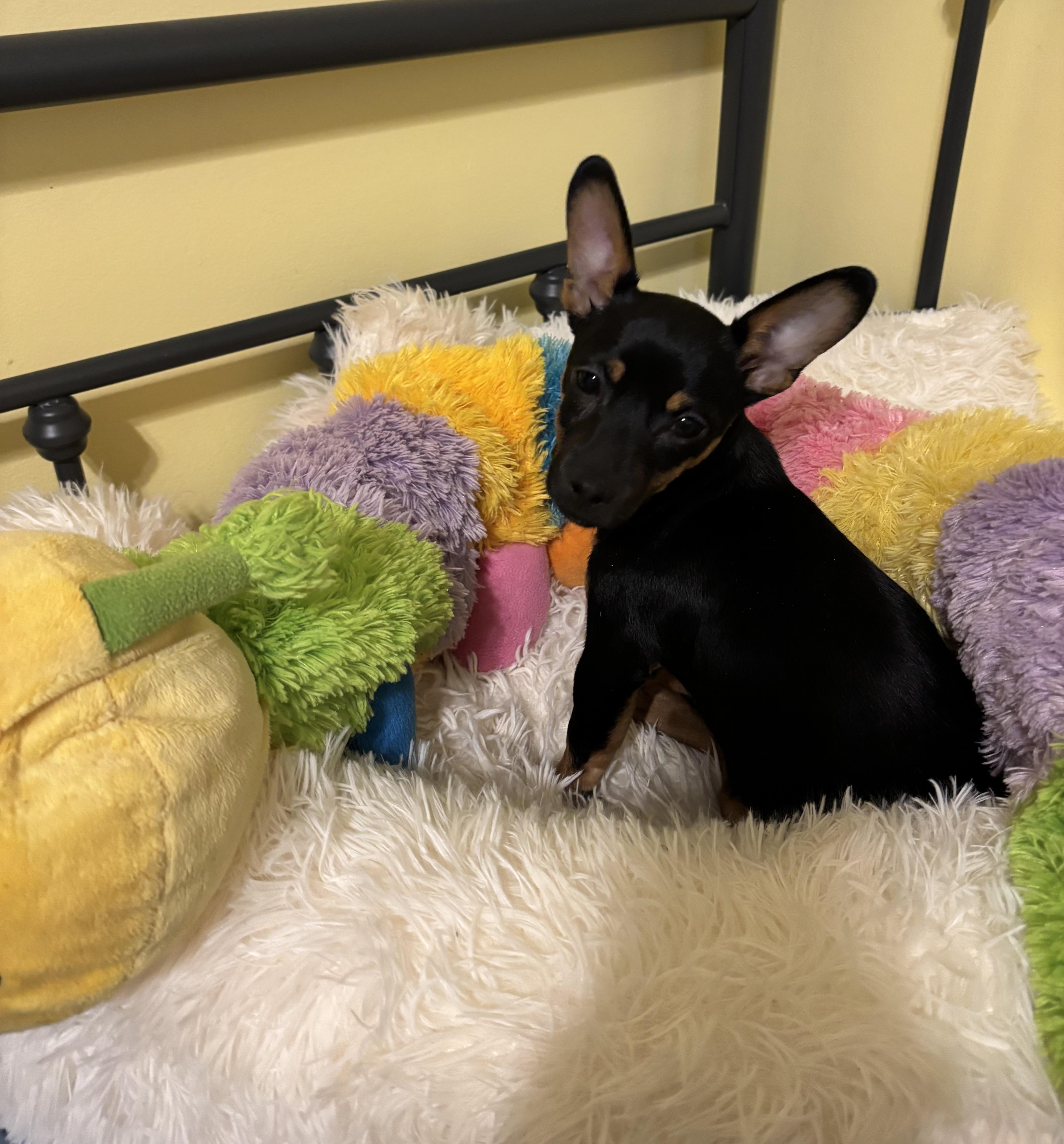 8 Ball - 5 lbs of cuddles , adopted, Puppy Male Chihuahua.