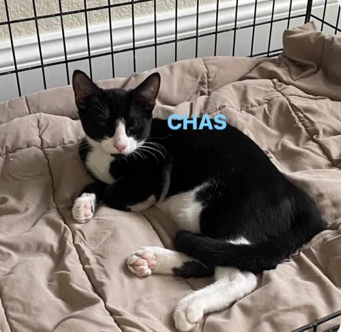 Chas