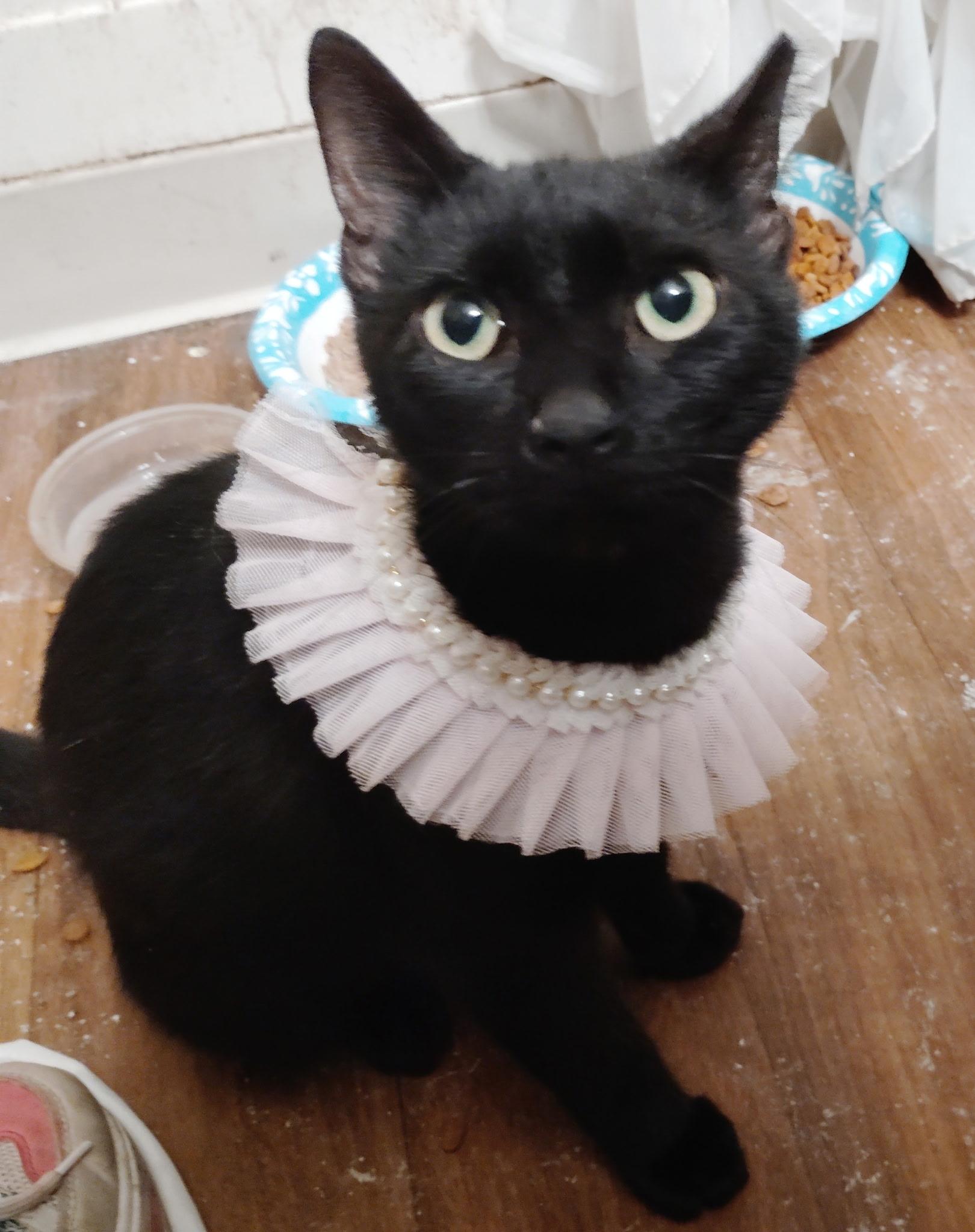 Lily Pad, ADOPTABLE, Adult Female Domestic Short Hair.