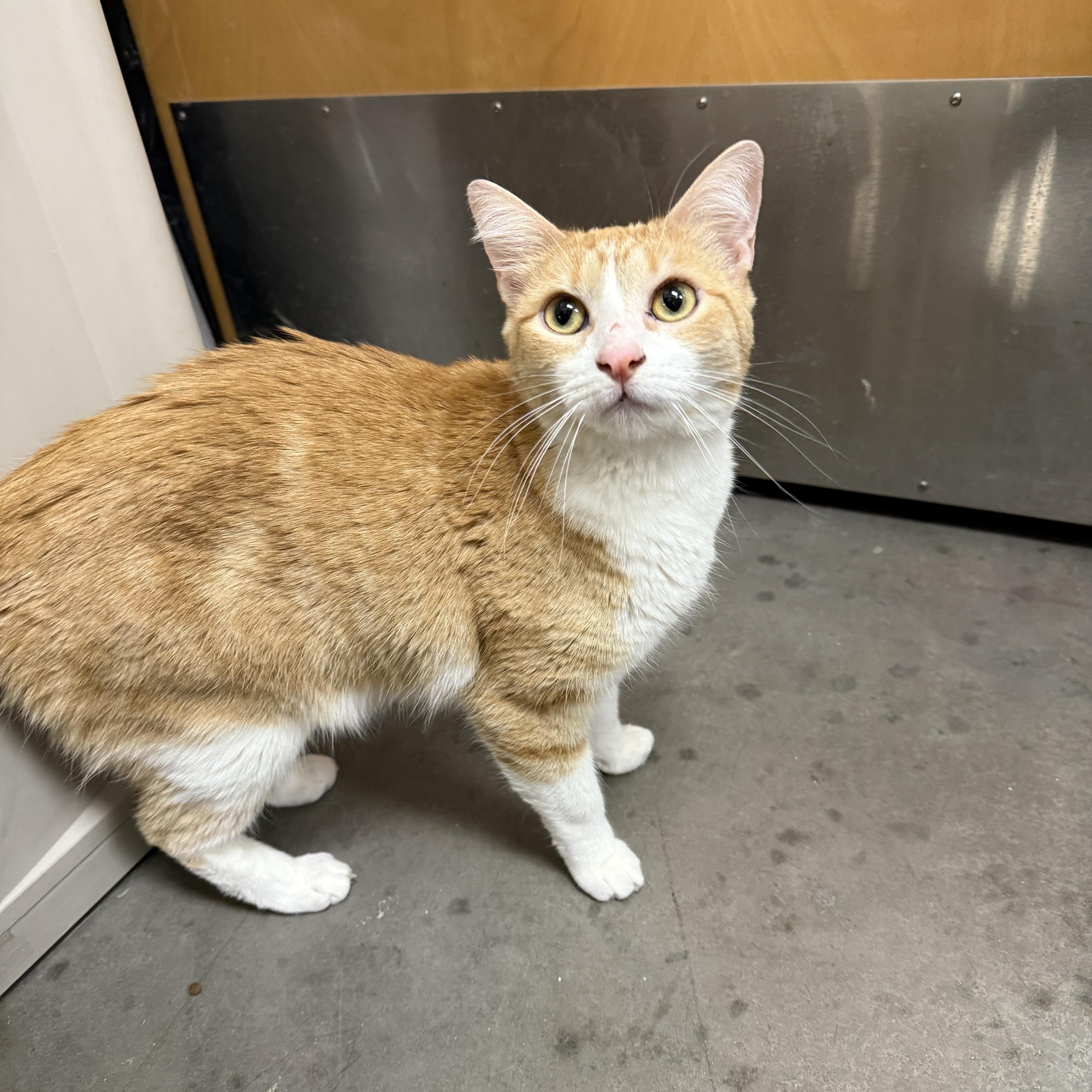 Pumpkin, adoptable, Young Female Domestic Short Hair.