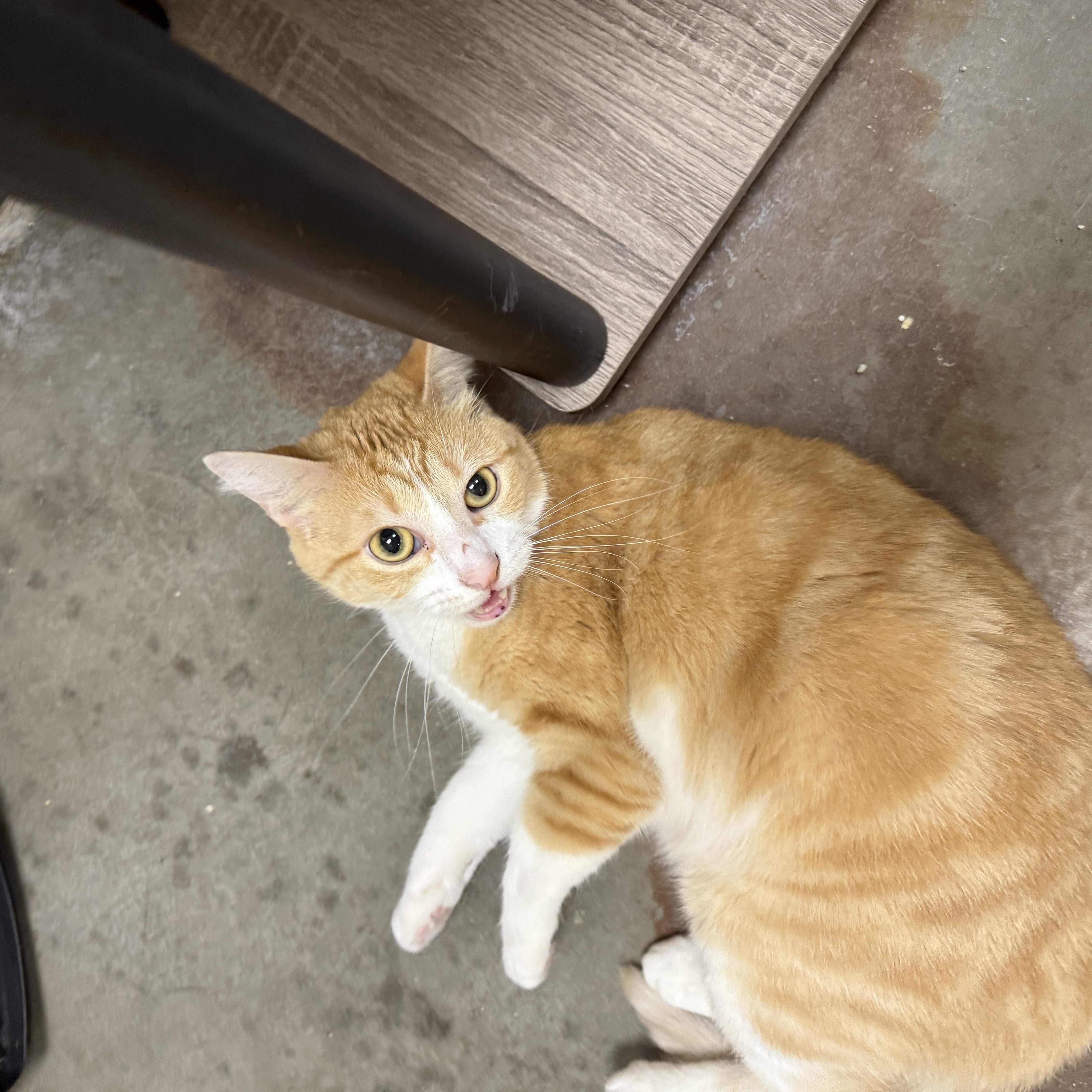 Enlarge Pumpkin, an adoptable Domestic Short Hair in Chandler, AZ image 3/4