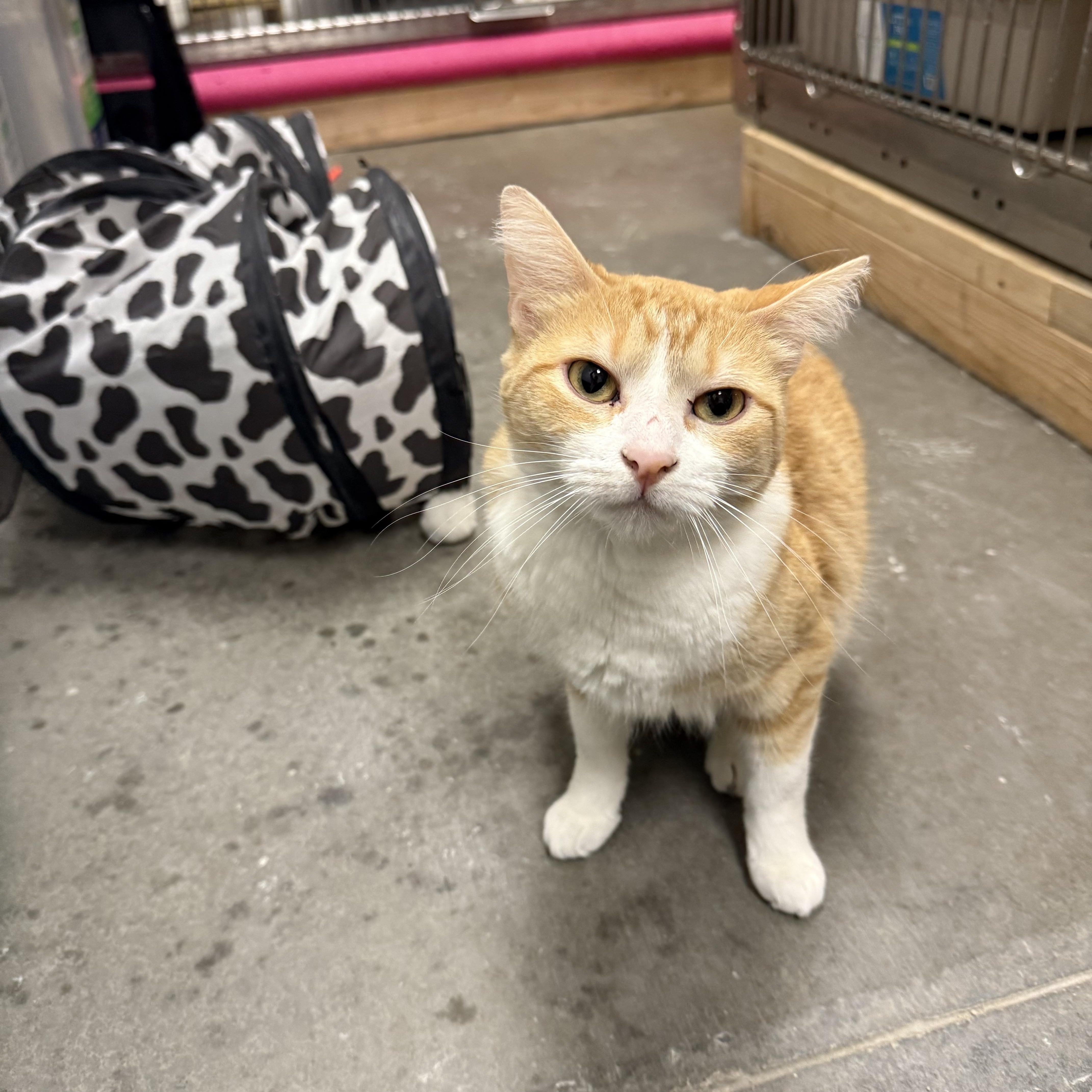 Enlarge Pumpkin, an adoptable Domestic Short Hair in Chandler, AZ image 4/4