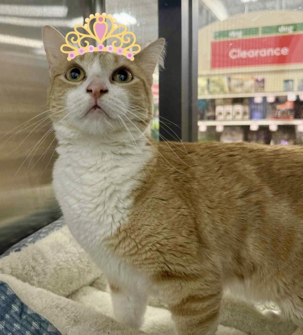 Enlarge Pumpkin, an adoptable Domestic Short Hair in Chandler, AZ image 2/4