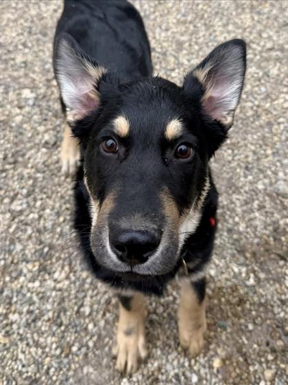 Enlarge Yuri, a Adoptable mixed breed in Columbus, OH image 1/1