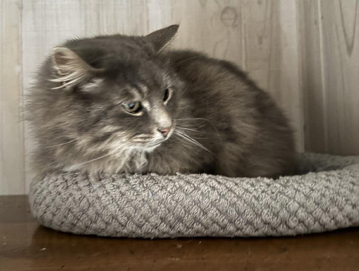 Enlarge Meesha, an adopted Domestic Long Hair in Marion, IN image 3/5