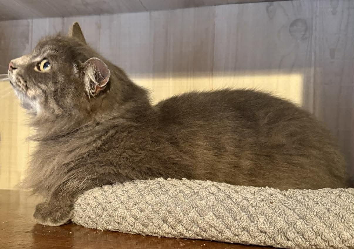 Enlarge Meesha, an adopted Domestic Long Hair in Marion, IN image 2/5