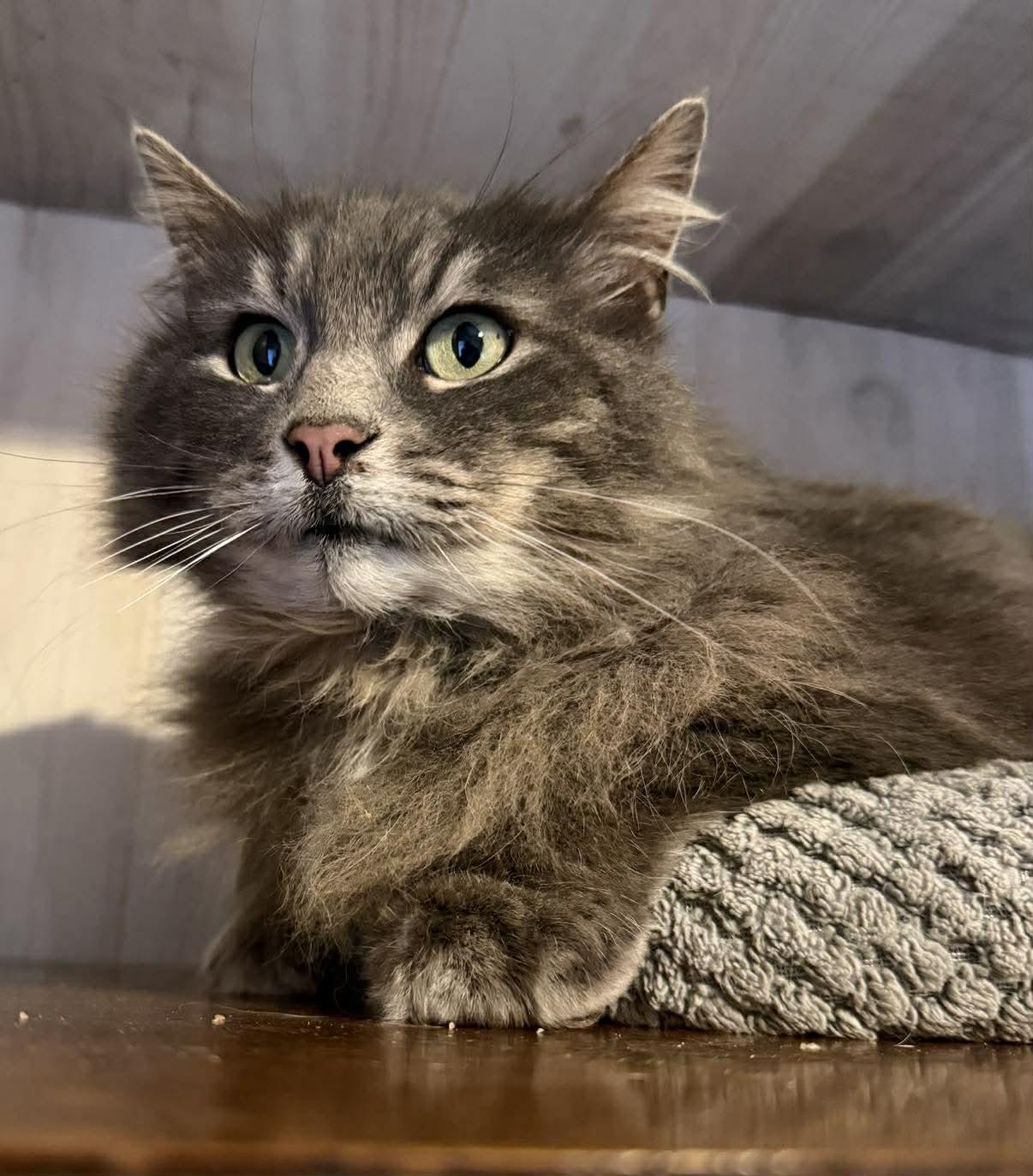 Enlarge Meesha, an adopted Domestic Long Hair in Marion, IN image 5/5