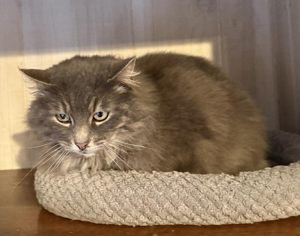 Enlarge Meesha, an adopted Domestic Long Hair in Marion, IN image 4/5