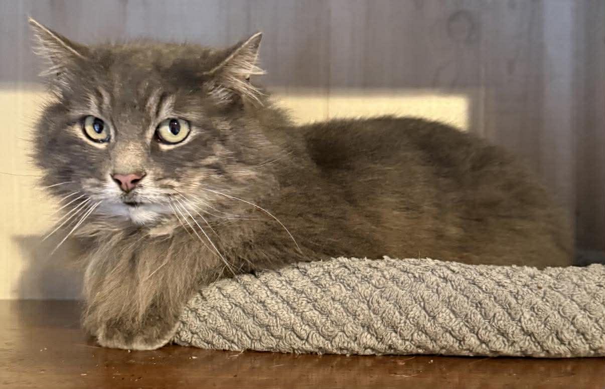 Enlarge Meesha, an adopted Domestic Long Hair in Marion, IN image 1/5