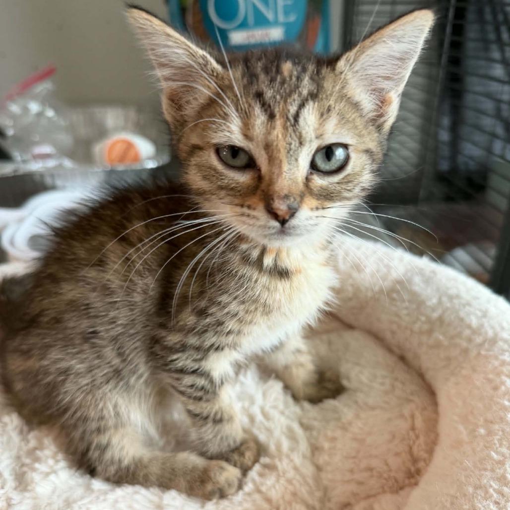 Lupe, Adoptable, Kitten Male Domestic Short Hair.