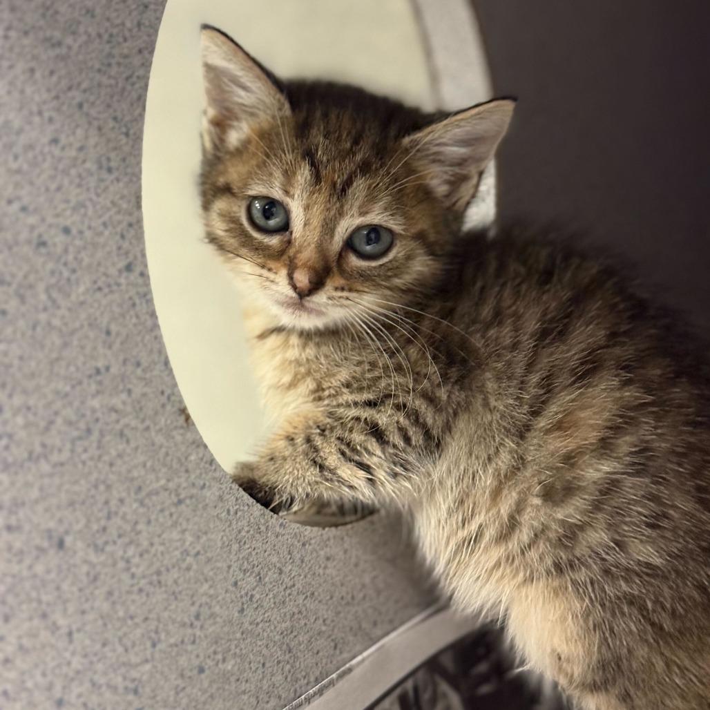 Enlarge Lupe, a Adoptable Domestic Short Hair in San Antonio, TX image 2/3