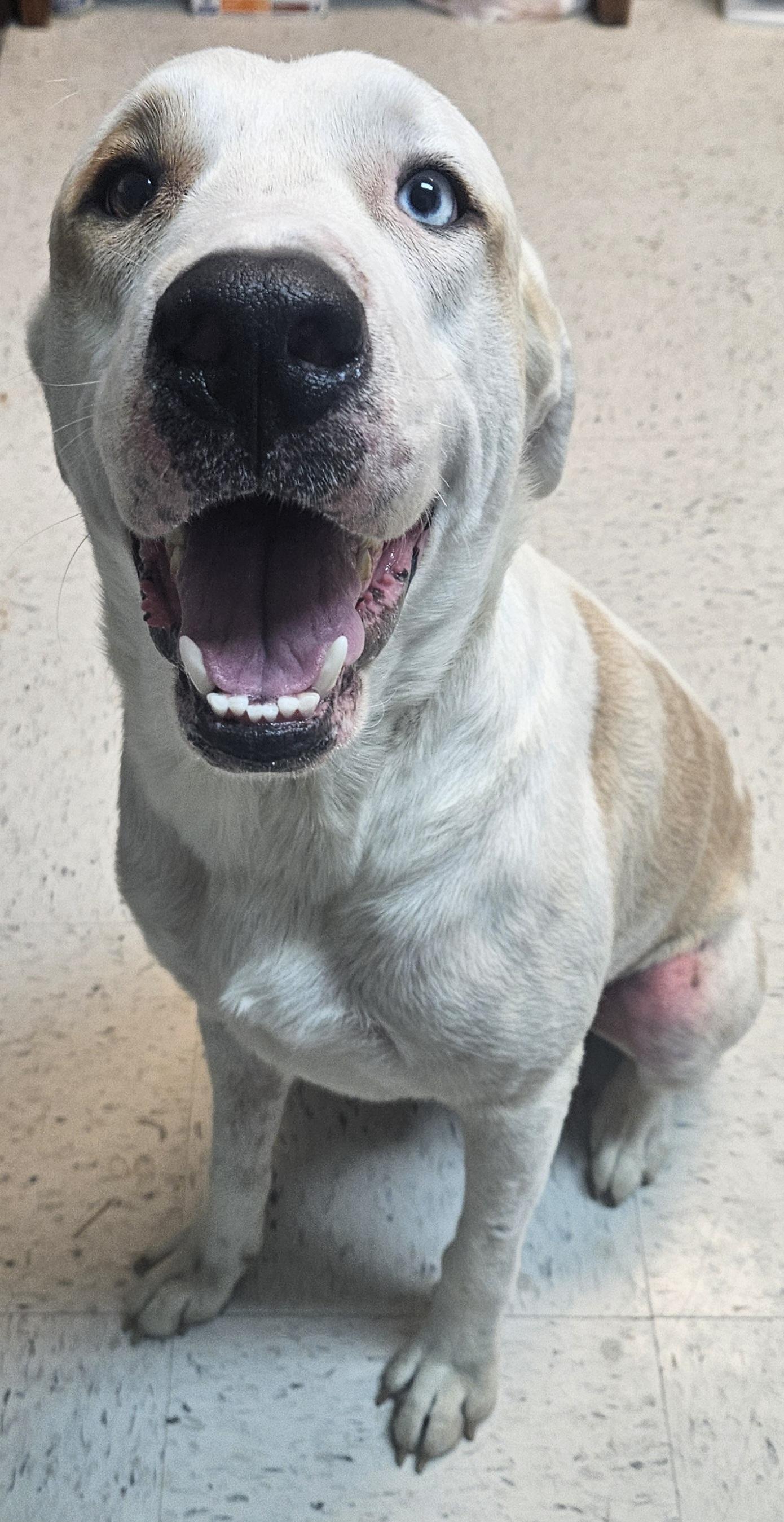 Aries, Adoptable, Young Male Labrador Retriever.