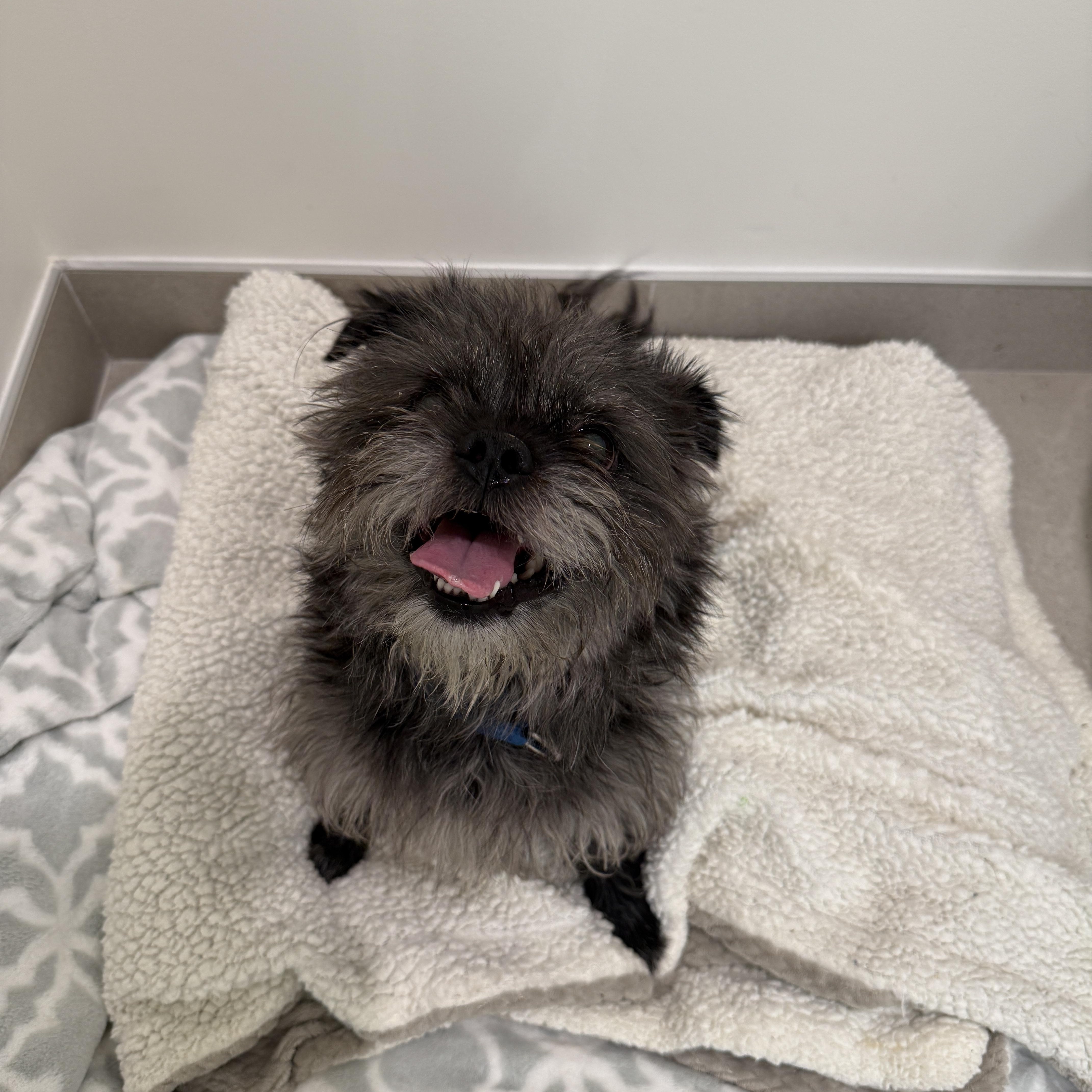 Enlarge Teddy, a ADOPTABLE Mixed Breed in Evanston, IL image 2/3