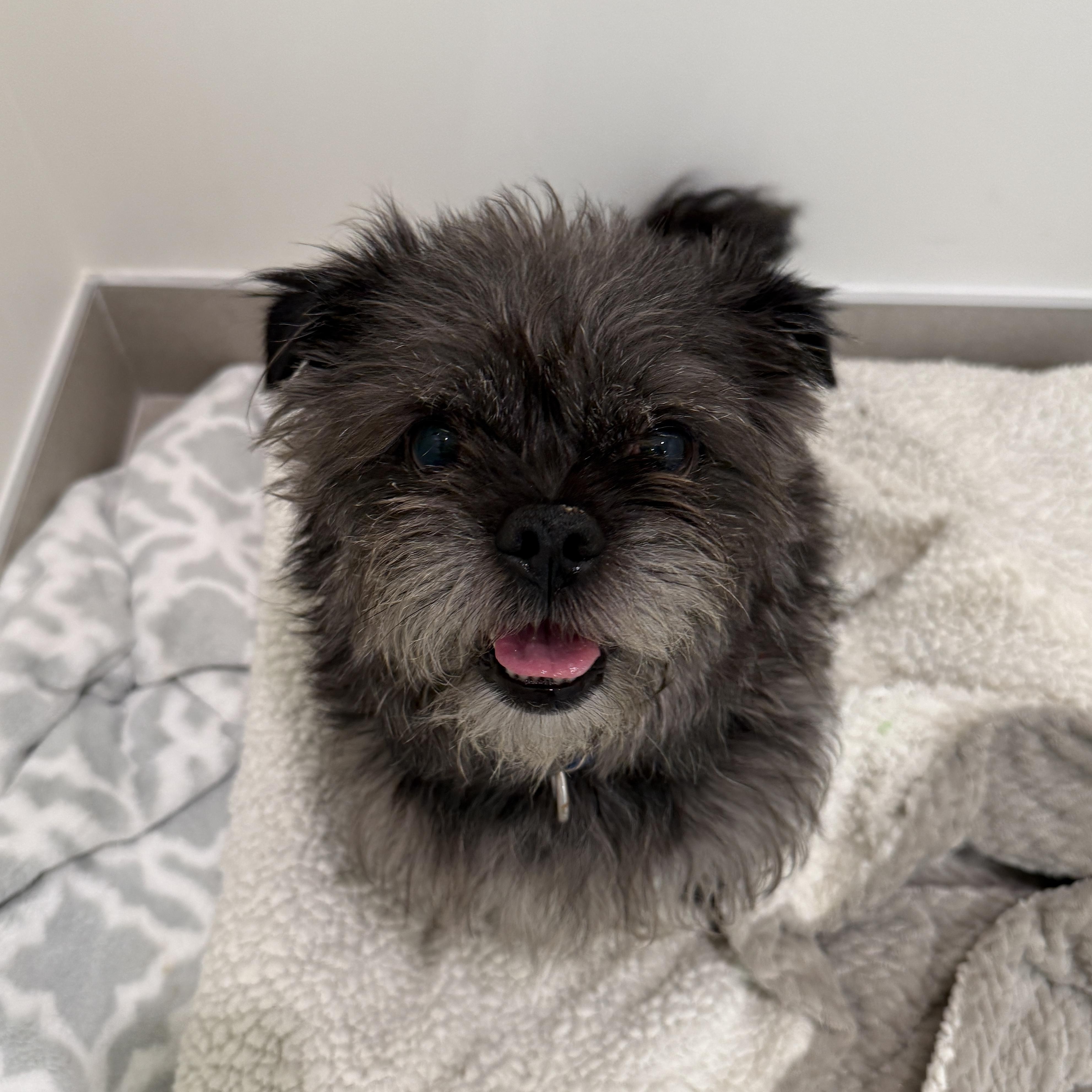 Teddy, ADOPTABLE, Adult Male Mixed Breed.