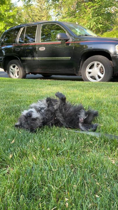 Enlarge Teddy, a ADOPTABLE Mixed Breed in Evanston, IL video 3/3