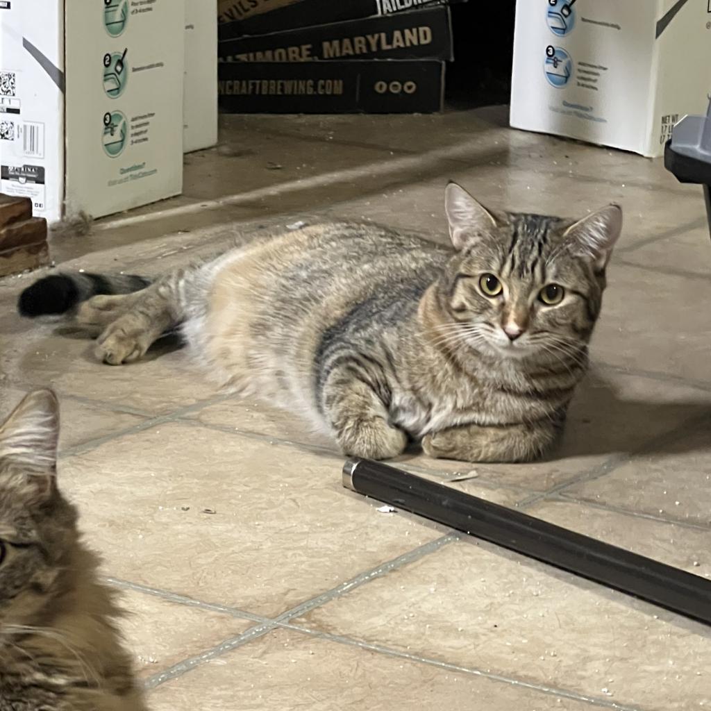 Lox, Adoptable, Adult Female Domestic Short Hair.