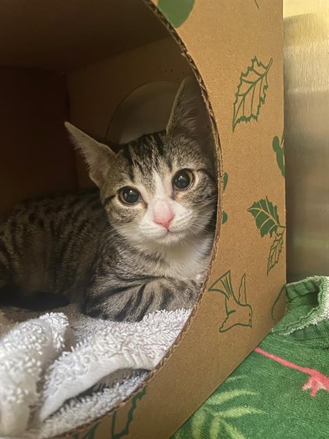 Enlarge ANNIE, a Adoptable Domestic Short Hair in Alameda, CA image 1/1