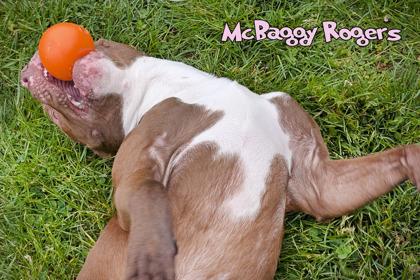 Ghost of McBaggy Rogers, a Adoptable mixed breed in Mason, MI image 1/3