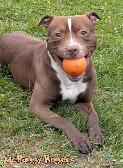 Ghost of McBaggy Rogers, a Adoptable mixed breed in Mason, MI image 2/3