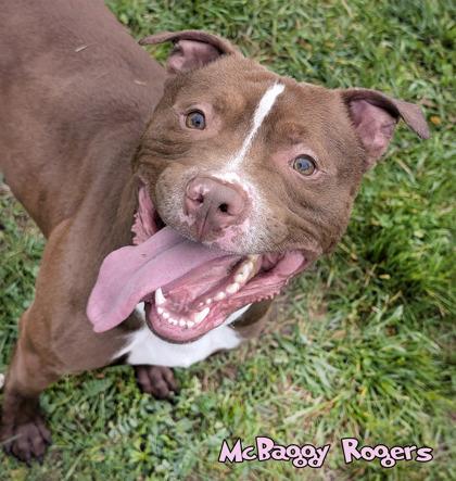 Ghost of McBaggy Rogers, a Adoptable mixed breed in Mason, MI image 3/3