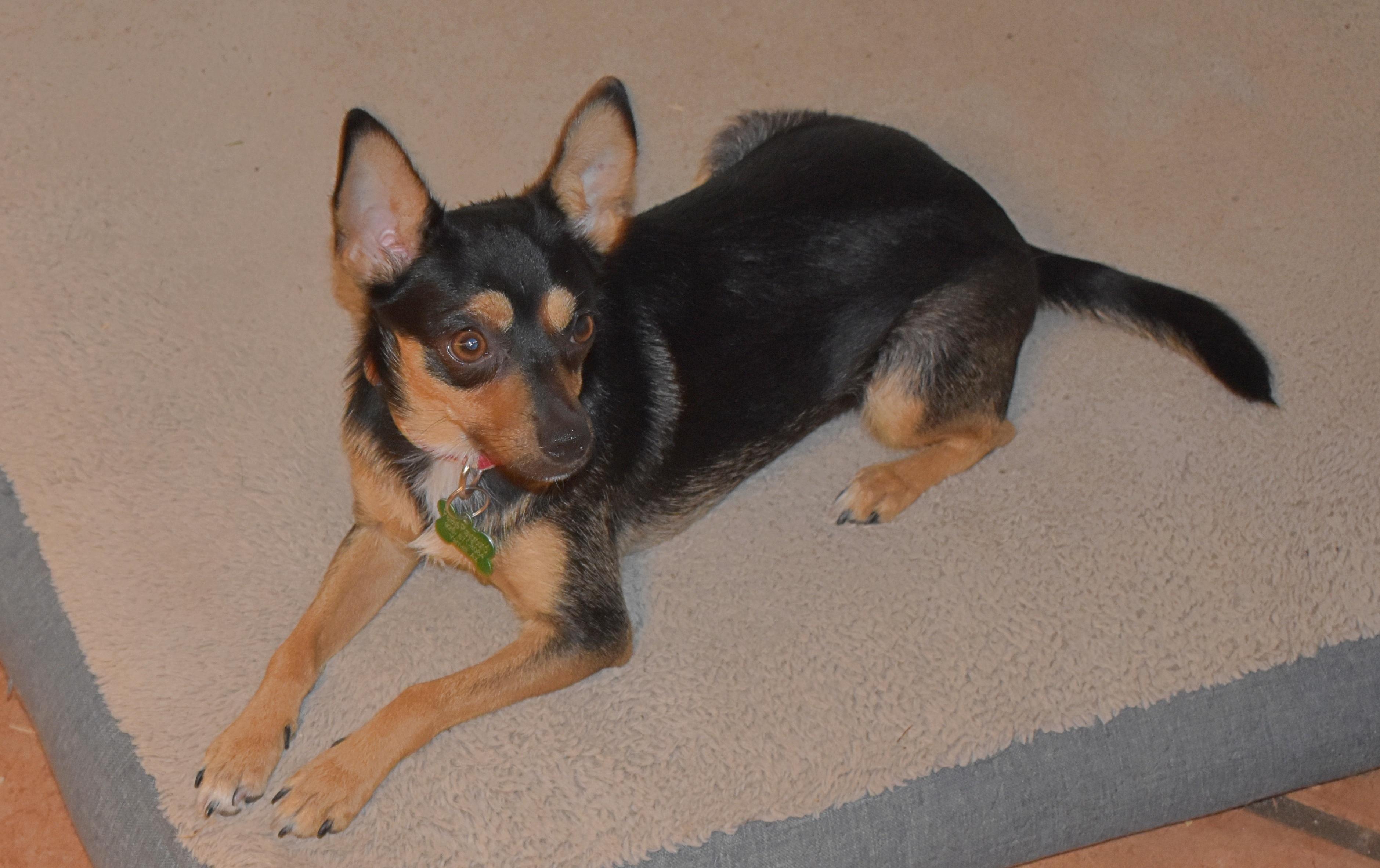 Roxy, adoptable, Young Female Chihuahua.