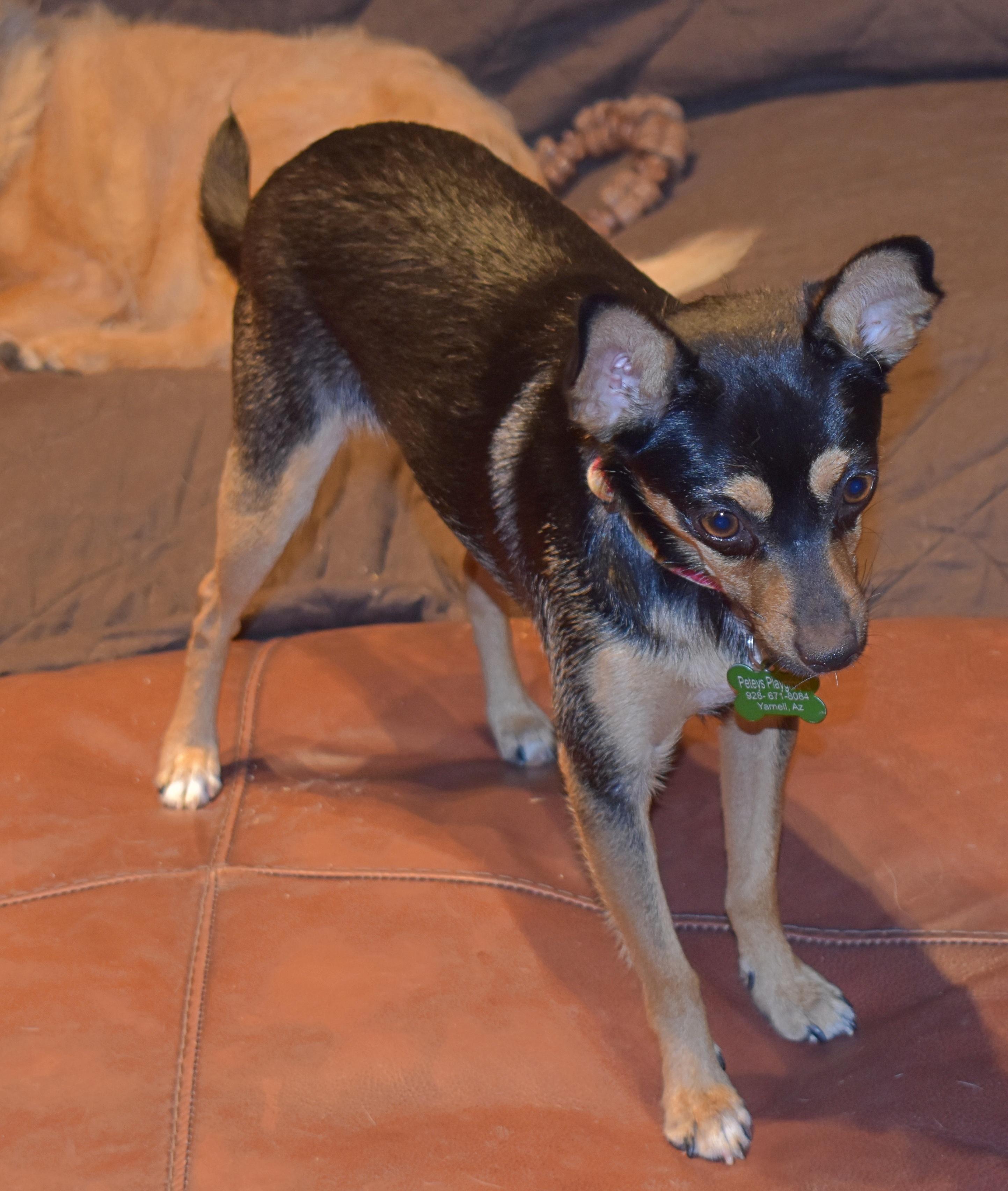 Enlarge Roxy, an adoptable Chihuahua in Yarnell, AZ image 2/2