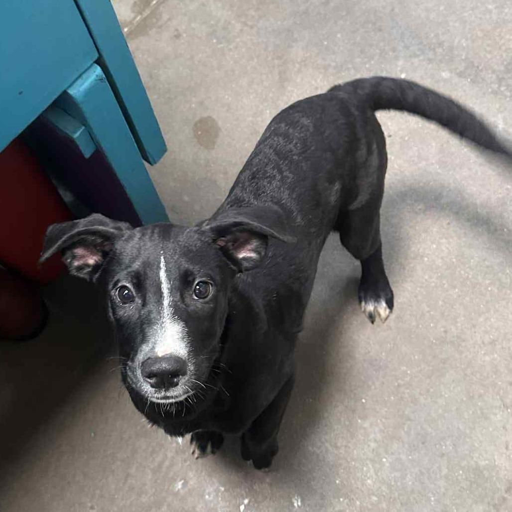 S'more, a Adoptable Mixed Breed in Graham, TX image 3/6