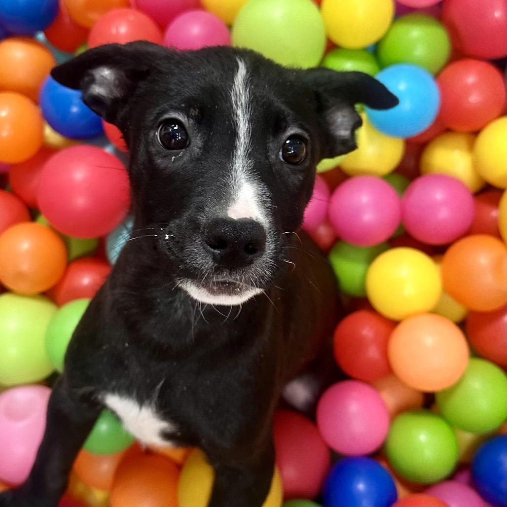 S'more, a Adoptable Mixed Breed in Graham, TX image 4/6