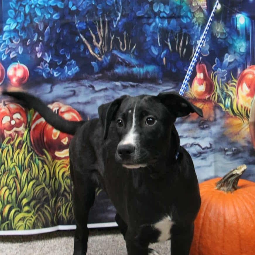 S'more, Adoptable, Young Male Mixed Breed.