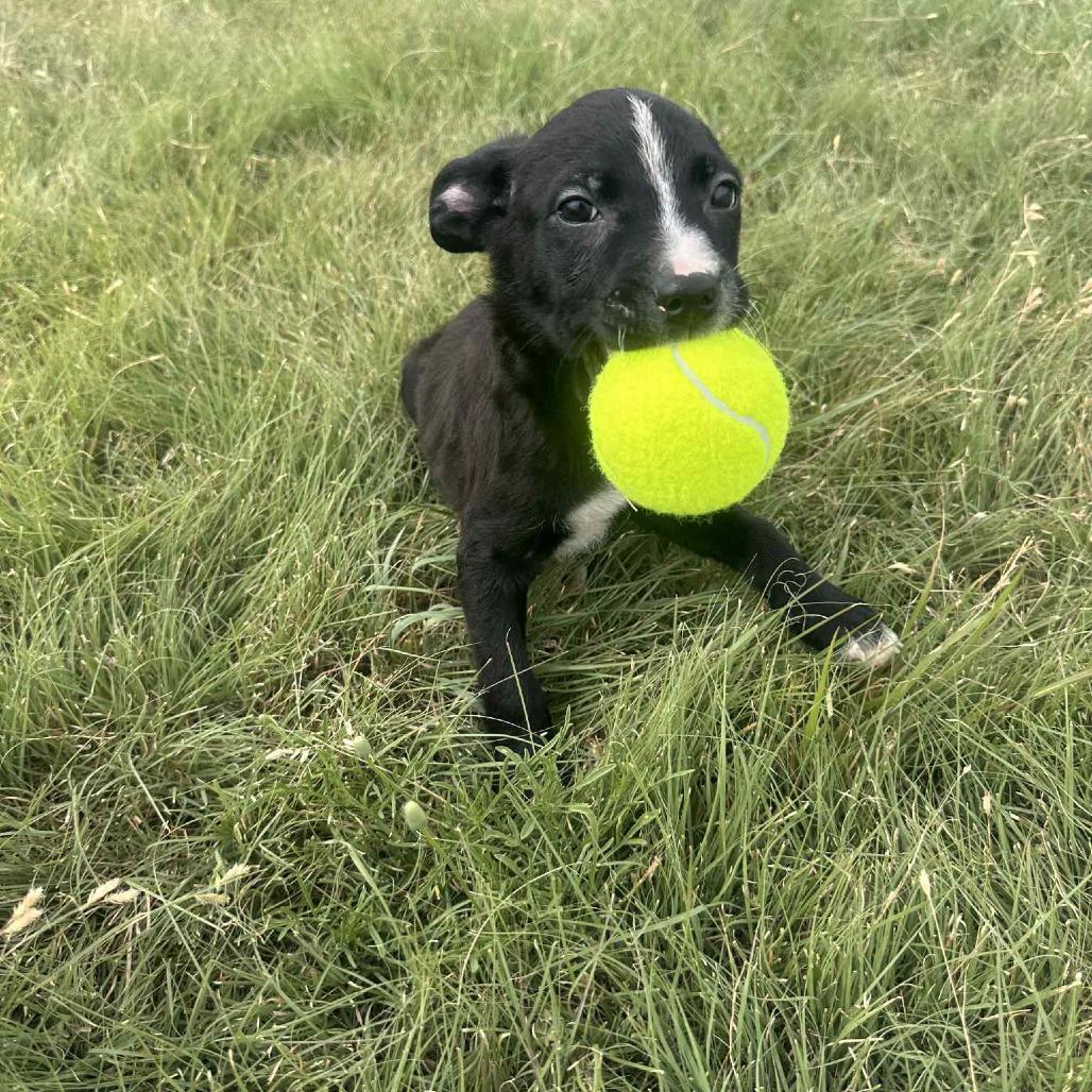 S'more, a Adoptable Mixed Breed in Graham, TX image 6/6