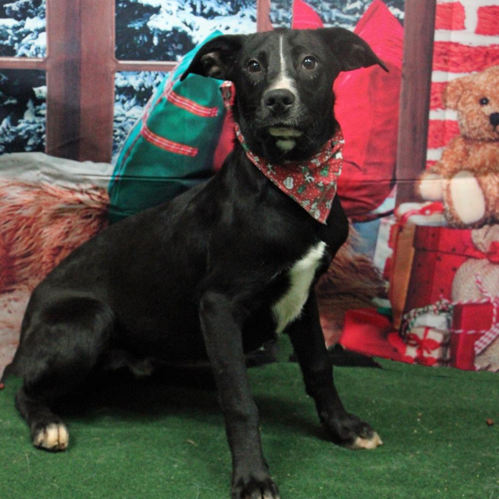 S'more, a Adoptable Mixed Breed in Graham, TX image 1/6