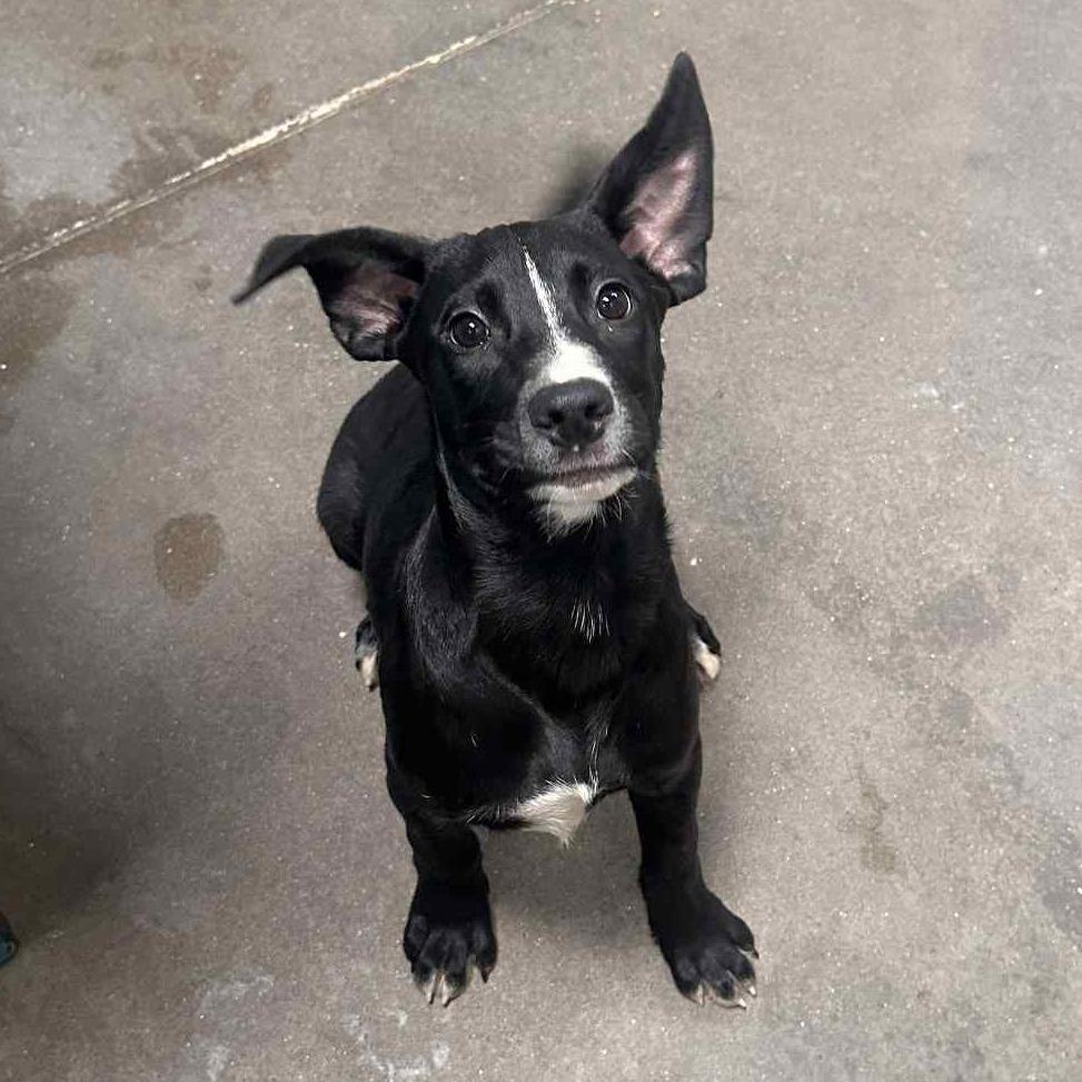 S'more, a Adoptable Mixed Breed in Graham, TX image 2/6