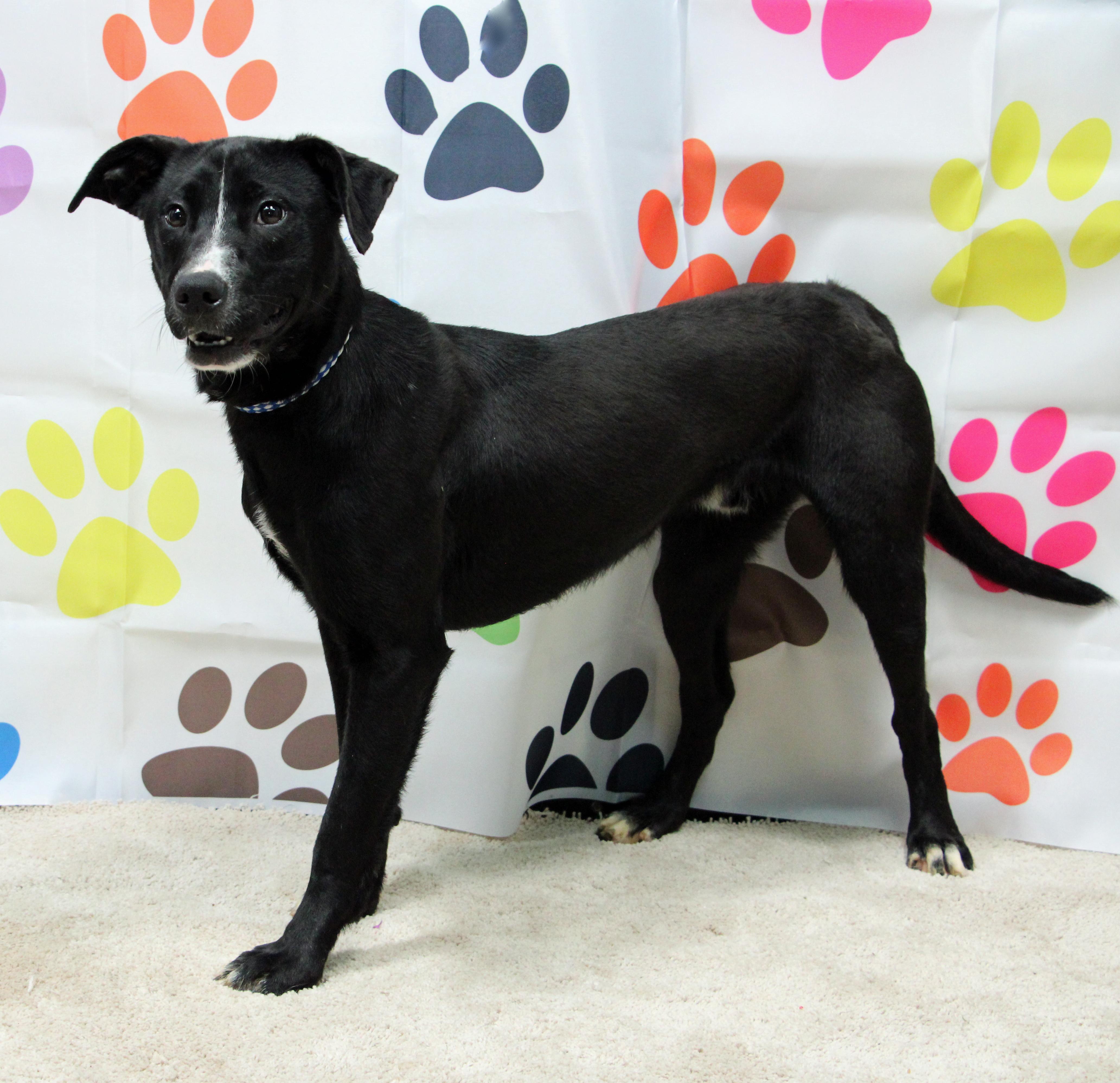 S'more, Adoptable, Young Male Border Collie & Mixed Breed.