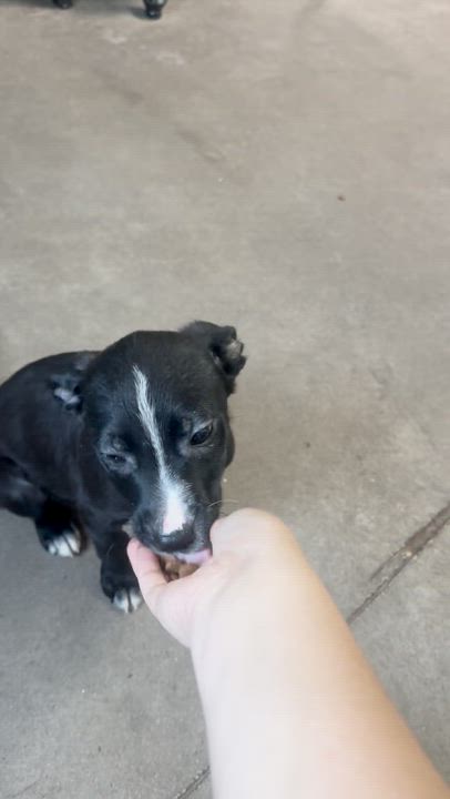 Enlarge S'more, a Adoptable Mixed Breed in Graham, TX video 5/6