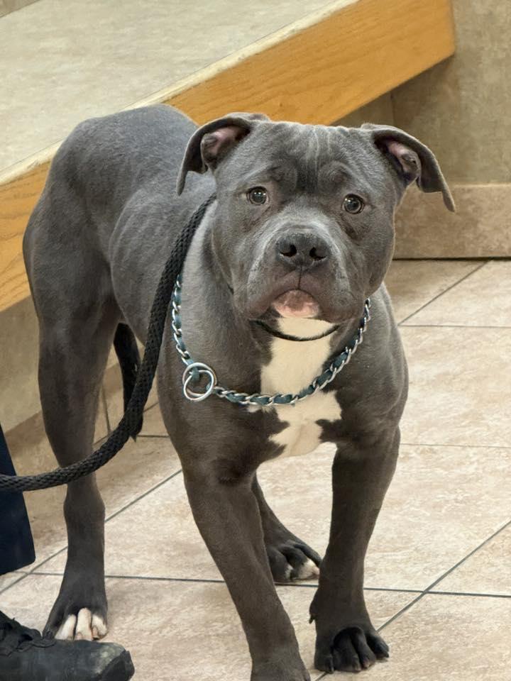 Zoo, adopted, Young Male Pit Bull Terrier.