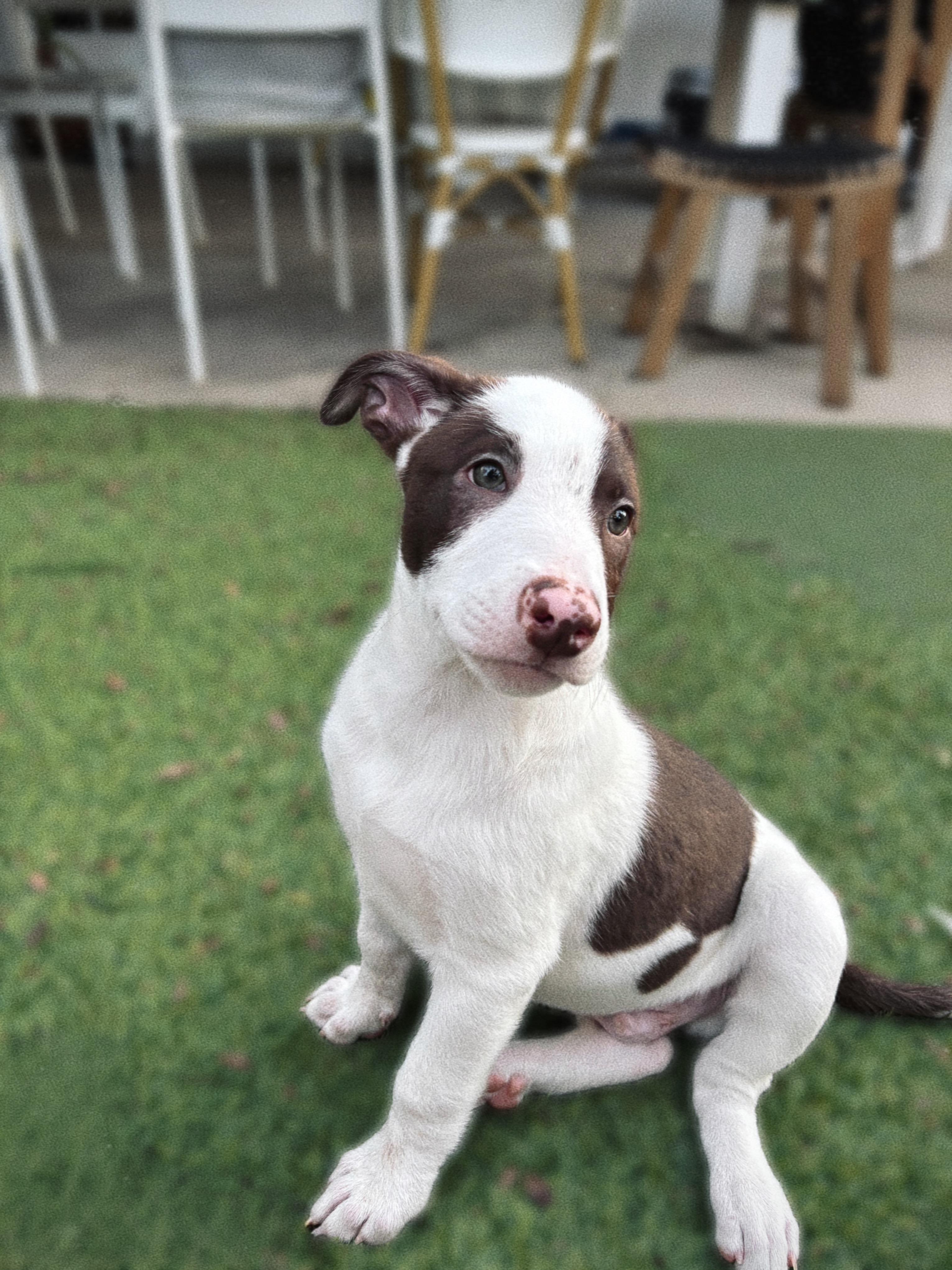 Enlarge Chin Check, a Adoptable mixed breed in Phoenix, AZ image 2/4