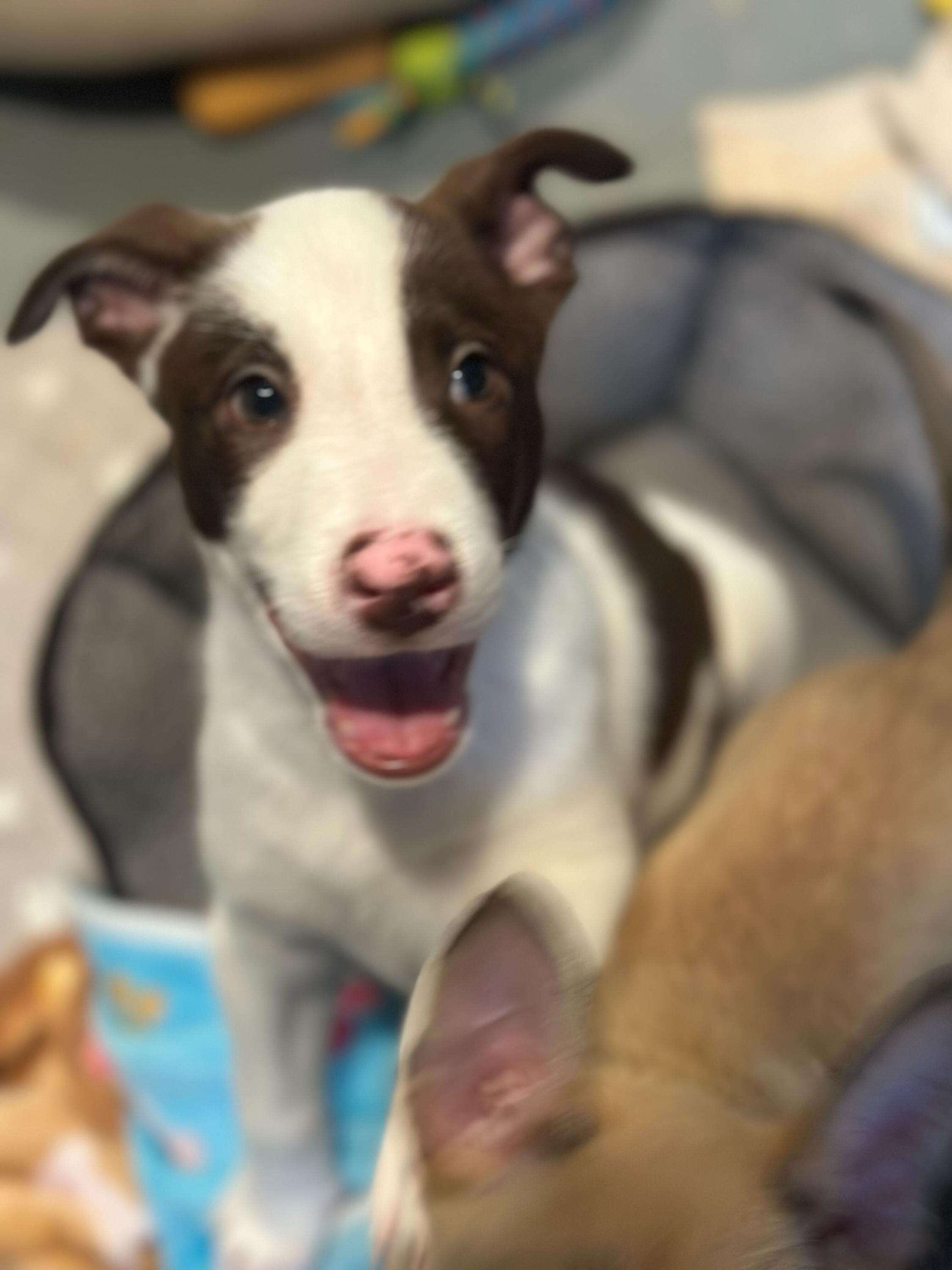 Enlarge Chin Check, a Adoptable mixed breed in Phoenix, AZ image 3/4