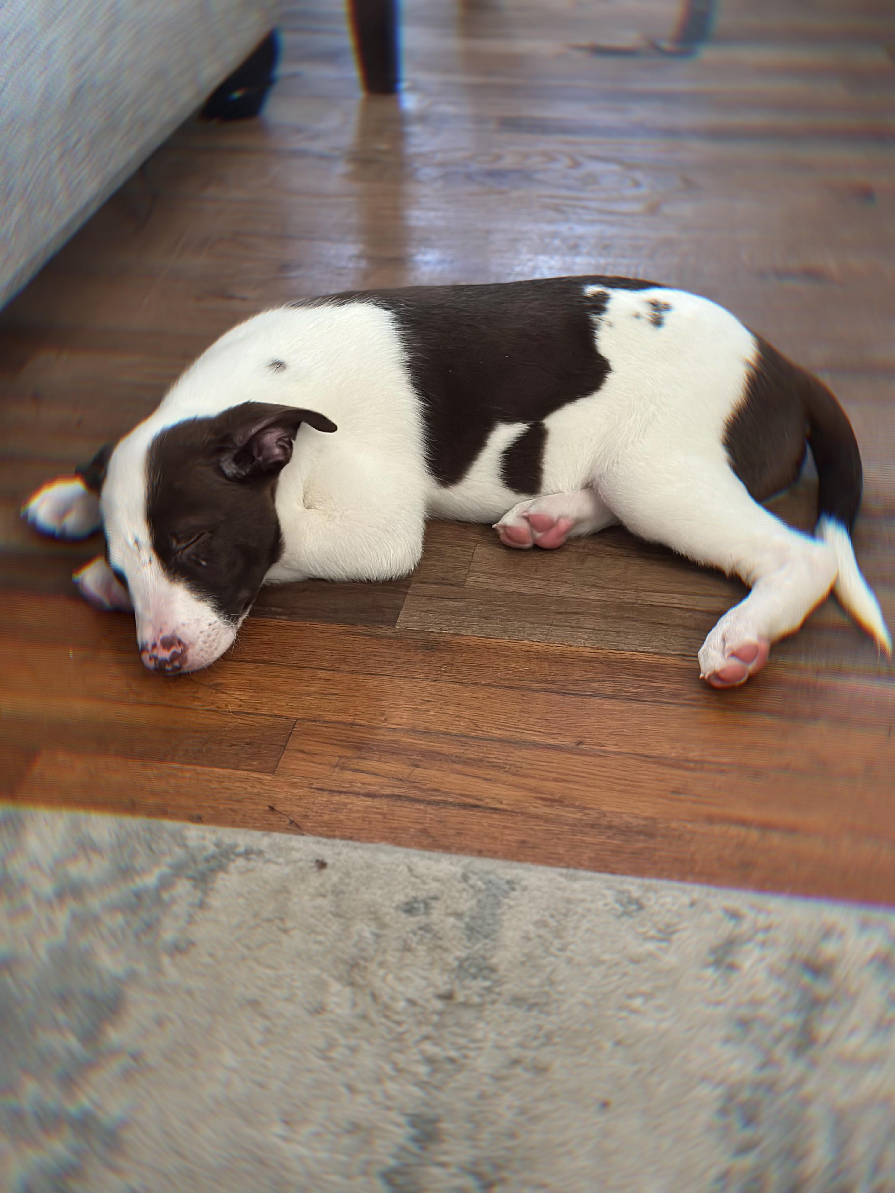 Enlarge Chin Check, a Adoptable mixed breed in Phoenix, AZ image 4/4