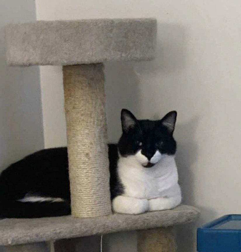 Enlarge Batman, a Adoptable Domestic Short Hair in Norwood, OH image 2/2