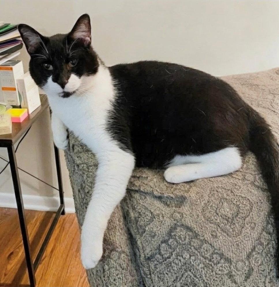 Enlarge Batman, a Adoptable Domestic Short Hair in Norwood, OH image 1/2