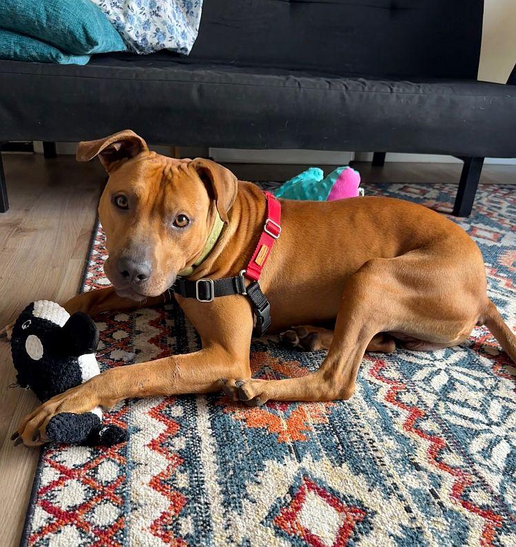 Cheetah Chrome, ADOPTABLE, Puppy Male Pit Bull Terrier.