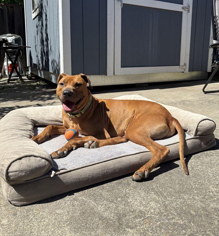 Enlarge Cheetah Chrome, a ADOPTABLE Pit Bull Terrier in Berkeley, CA image 3/6